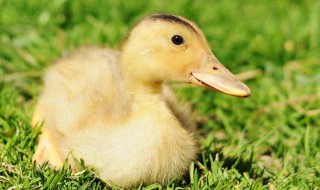 小鸭子吃干饲料还是湿饲料 下面为大家解释一下