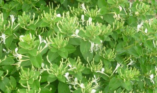 金银花能否种植 怎样种植