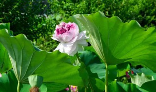 株与朵的差异 一看就明白