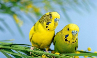 虎皮鹦鹉快死前的征兆 虎皮鹦鹉怎么样