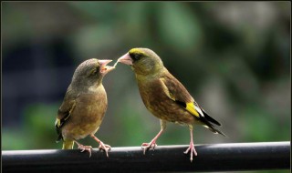 金翅雀怎么分公母 看完你就知道了
