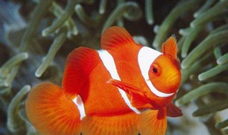 鱼为什么才过了几天就死 怎么做金鱼不死