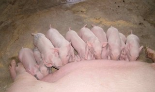 仔猪尿黄怎么办 看完你就知道了