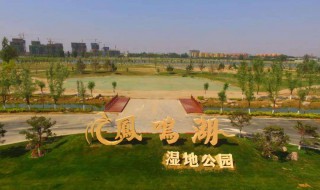 凤鸣湖有什么鱼 看完你就知道了