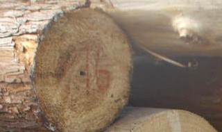 什么草叫原条 生物名称叫什么