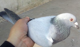 做梦见别人送我一只鸽子死了好不好 这是什么意思