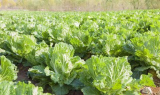 白菜定苗后追什么肥 该如何选择呢