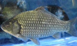 河里有鲫鱼吗 快来了解看看吧