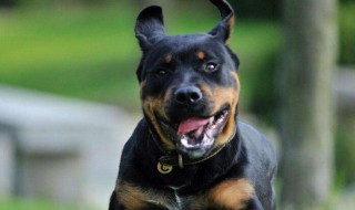 黑狼犬扑人怎么训练 正确训练方法分享