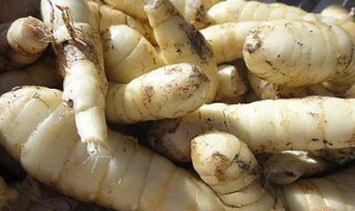 竹薯如何保存 有什么价值