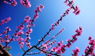 拍摄照片用标准好还是用鲜艳模式好 摄影3个小技巧