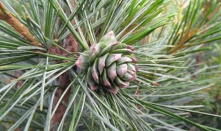 红松开什么花 谁知道