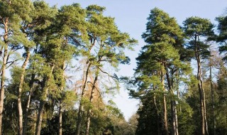 干苗是什么意思啊 有许多种干苗