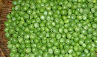 大青豆怎么保存 它有哪些作用