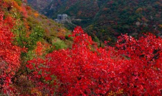 拍红叶用什么镜头 3个拍红叶镜头推荐