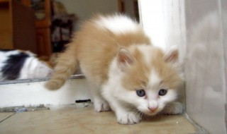 40天的小猫还要喝母乳吗 断奶时间不长也不短