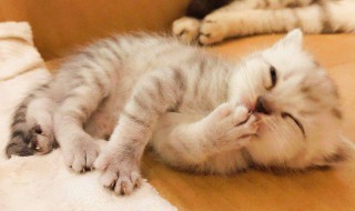 幼猫鼻支炎需要打几天针 这些方面要注意