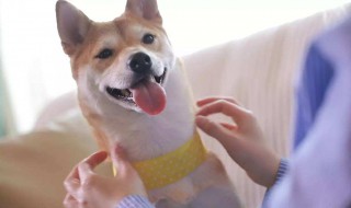 单身大龄女性为什么喜欢养动物 你喜欢养动物吗