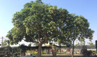 什么树有股臭味 你见过吗