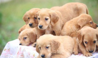 狗狗突然尿频怎么办 一起了解一下