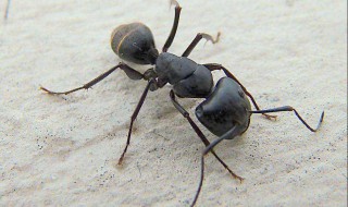 手指有时像蚂蚁爬是怎么回事 一起了解一下