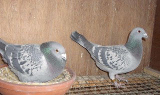 鸽蛋孵蛋多少天出小鸽 你知道吗