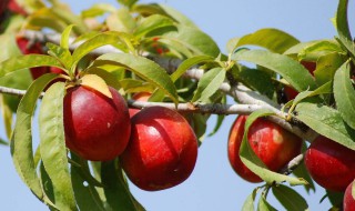 硼对油桃品质的影响 油桃缺硼有何表现