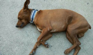 小鹿犬怀孕多久可以生 一起了解一下