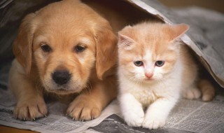 隔壁的狗老叫怎么办 教你三个方法解决问题