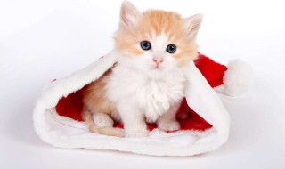 猫咪几个月退胎毛 怎么样能促进毛发生长