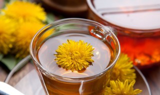 蒲公英怎样打泡水喝 蒲公英怎么泡水喝