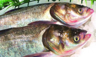 鸡粪可以喂大头鱼吗 鸡粪要怎么处理呢