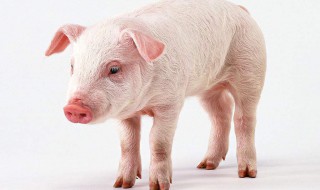 猪呕吐的治疗方法 你知道吗