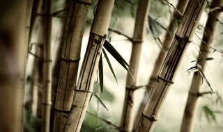 竹剪枝繁殖方法 一起来看看