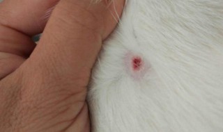 猫癣传染人什么样子 被猫藓传染到是什么样子