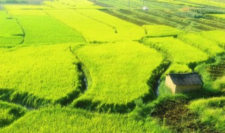 一亩田有多少平方米 一亩等于多少平米