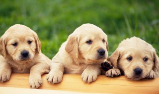 收养流浪狗有什么后果 快来了解一下