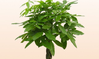 秋天发财树多少天浇一次水 需要怎样护理