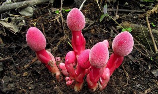 蛇菰的功效 蛇菰的功效与作用