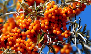 丁香沙棘的功效与作用 丁香沙棘好处悉知