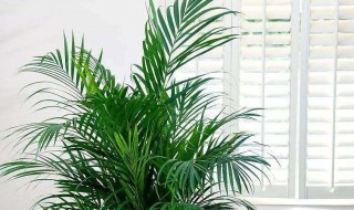 散尾竹的养殖方法和注意事项 你了解多少?