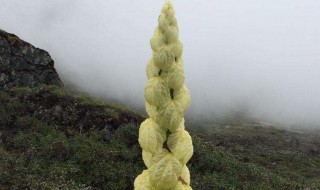 mahameru是什么花 你有了解过吗？