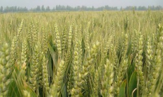 淮麦哪个品种好 特征特性