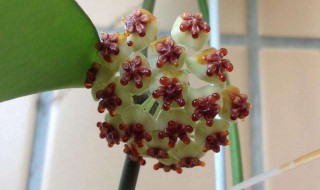 球兰叶子变软怎么办 快来看看吧