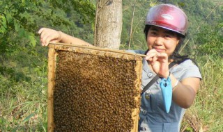 新手怎么养蜜蜂 需要了解这些内容