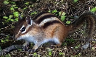 金花鼠饲养方法 一起来看看