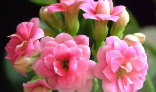 长寿花修剪完的根能用吗 7天长满大白根