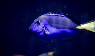 为什么热带鱼死了都在缸底 大家可以了解一下