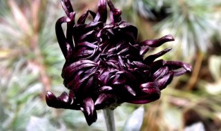 墨菊的花语 大家可以了解一下