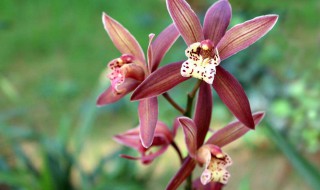 叶子最宽的兰花品种 下面给大家介绍一下